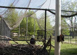 Reelfoot Lake Eagle Picture 2